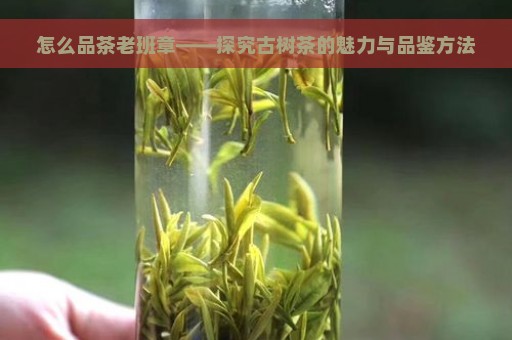 怎么品茶老班章——探究古树茶的魅力与品鉴方法