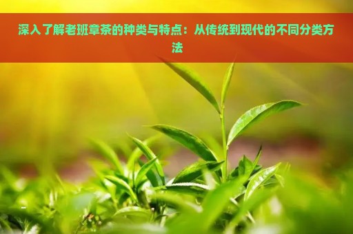 深入了解老班章茶的种类与特点：从传统到现代的不同分类方法