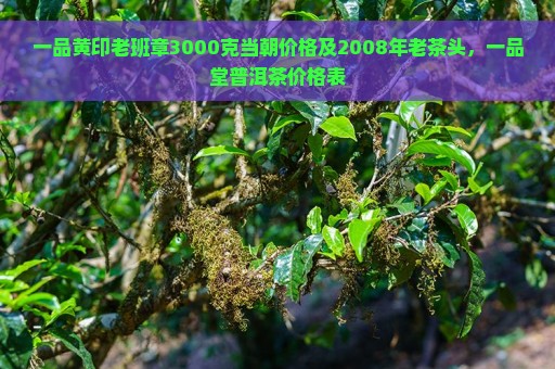 一品黄印老班章3000克当朝价格及2008年老茶头，一品堂普洱茶价格表