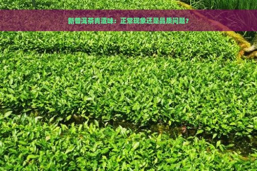 新普洱茶青涩味：正常现象还是品质问题？