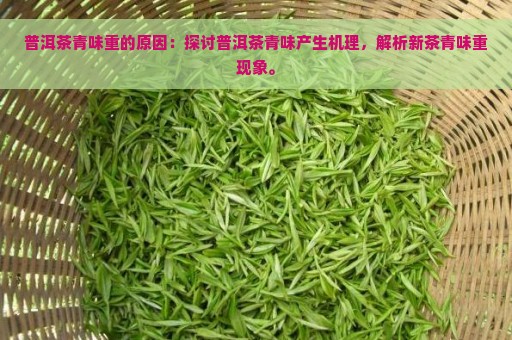 普洱茶青味重的原因：探讨普洱茶青味产生机理，解析新茶青味重现象。