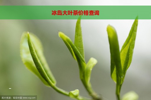 冰岛大叶茶价格查询