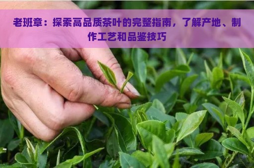 老班章：探索高品质茶叶的完整指南，了解产地、制作工艺和品鉴技巧