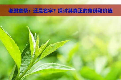 老班章茶：还是名字？探讨其真正的身份和价值