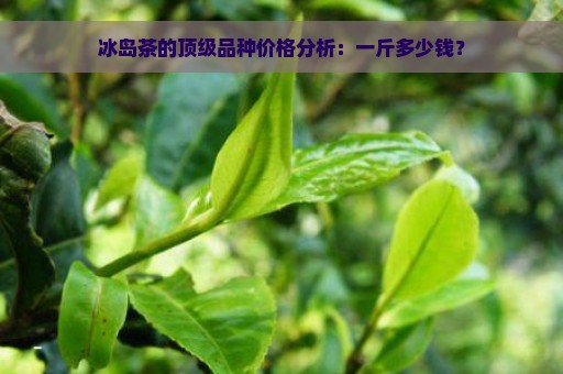 冰岛茶的顶级品种价格分析：一斤多少钱？