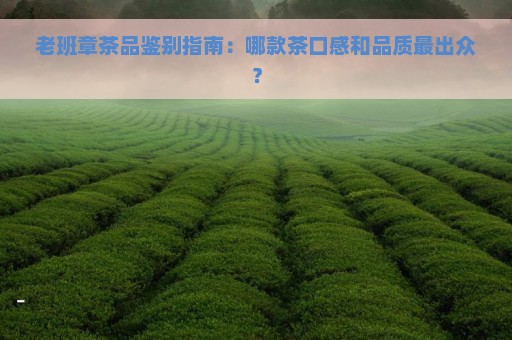 老班章茶品鉴别指南：哪款茶口感和品质最出众？