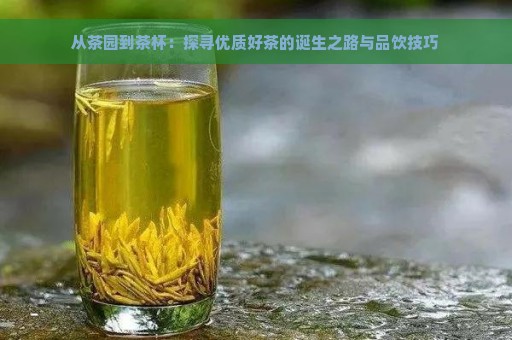 从茶园到茶杯：探寻优质好茶的诞生之路与品饮技巧