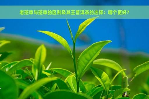 老班章与班章的区别及其王普洱茶的选择：哪个更好？