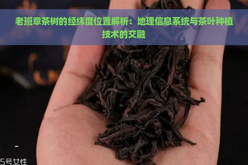 老班章茶树的经纬度位置解析：地理信息系统与茶叶种植技术的交融