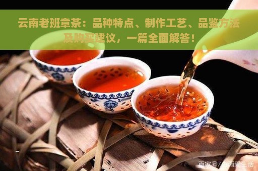 云南老班章茶：品种特点、制作工艺、品鉴方法及购买建议，一篇全面解答！