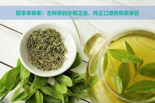 班章单株茶：古树茶的珍稀之选，纯正口感的极致体验