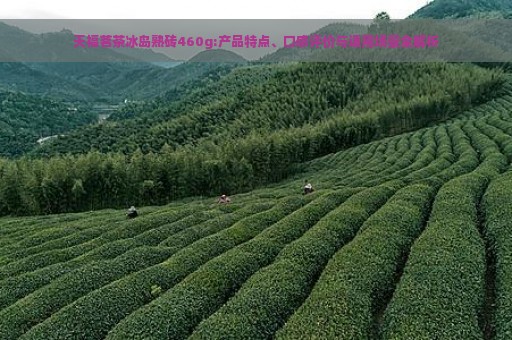 天福茗茶冰岛熟砖460g:产品特点、口感评价与适用场景全解析