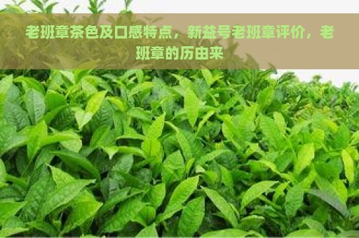 老班章茶色及口感特点，新益号老班章评价，老班章的历由来