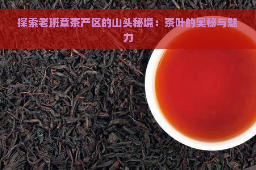 探索老班章茶产区的山头秘境：茶叶的奥秘与魅力