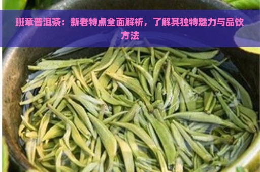 班章普洱茶：新老特点全面解析，了解其独特魅力与品饮方法