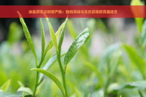 冰岛坝歪古树茶产地：独特风味与生长环境的完美结合