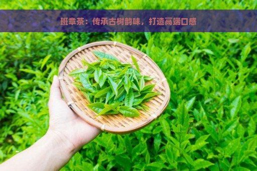 班章茶：传承古树韵味，打造高端口感