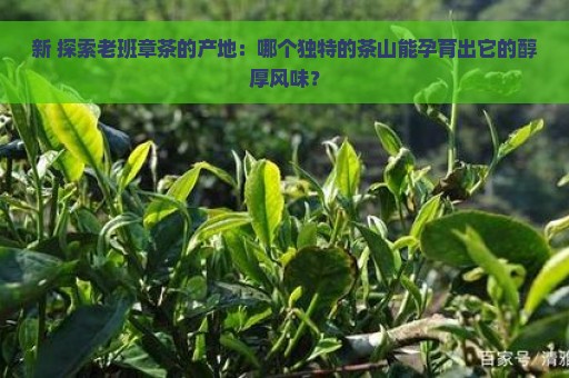 新 探索老班章茶的产地：哪个独特的茶山能孕育出它的醇厚风味？