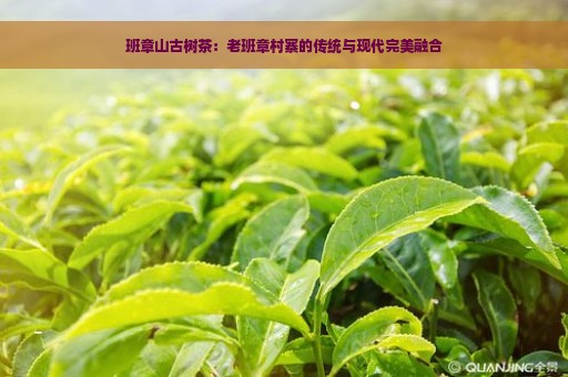 班章山古树茶：老班章村寨的传统与现代完美融合