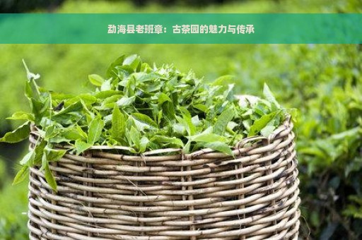 勐海县老班章：古茶园的魅力与传承