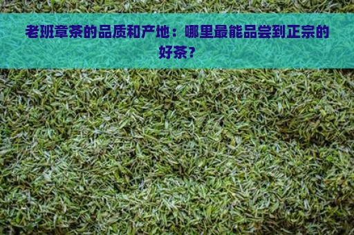 老班章茶的品质和产地：哪里最能品尝到正宗的好茶？