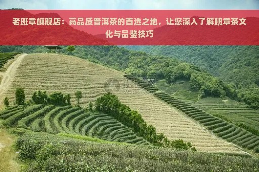 老班章旗舰店：高品质普洱茶的首选之地，让您深入了解班章茶文化与品鉴技巧