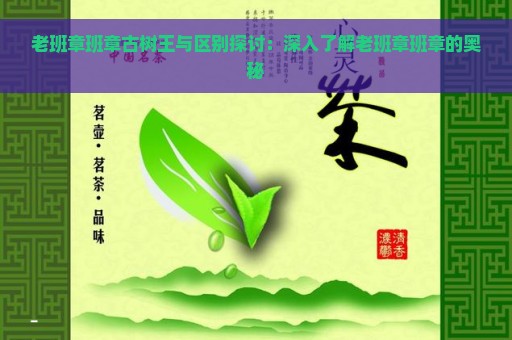 老班章班章古树王与区别探讨：深入了解老班章班章的奥秘