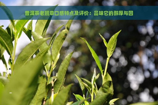 普洱茶老班章口感特点及评价：品味它的醇厚与回