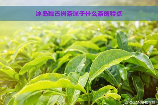 冰岛糯古树茶属于什么茶的特点