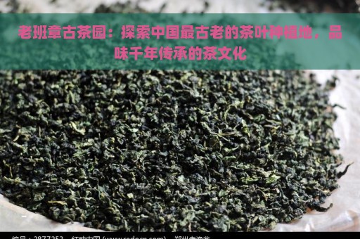 老班章古茶园：探索中国最古老的茶叶种植地，品味千年传承的茶文化