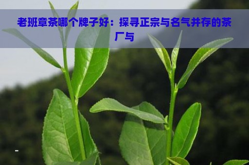 老班章茶哪个牌子好：探寻正宗与名气并存的茶厂与