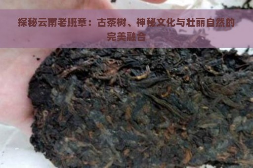 探秘云南老班章：古茶树、神秘文化与壮丽自然的完美融合