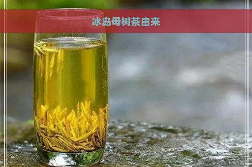 冰岛母树茶由来