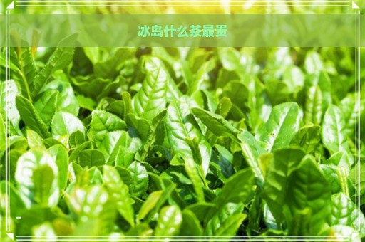 冰岛什么茶最贵