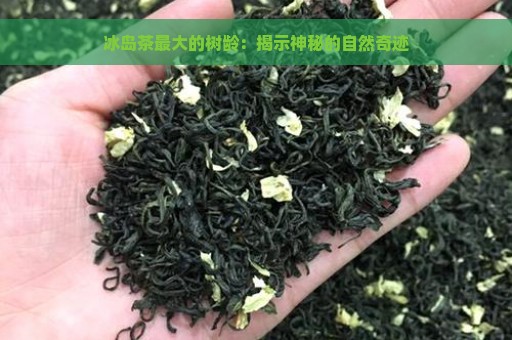 冰岛茶最大的树龄：揭示神秘的自然奇迹