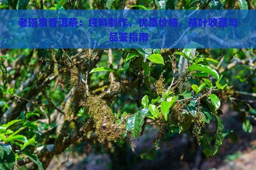 老班章普洱茶：纯料制作，优质价格，茶叶收藏与品鉴指南