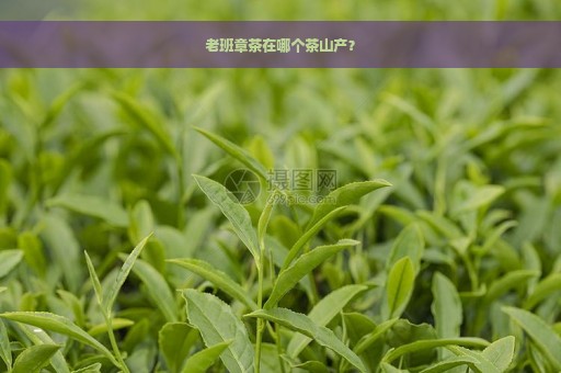 老班章茶在哪个茶山产？