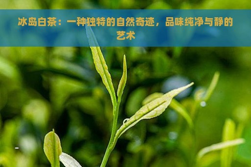 冰岛白茶：一种独特的自然奇迹，品味纯净与静的艺术