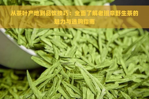 从茶叶产地到品饮技巧：全面了解老班章野生茶的魅力与选购指南