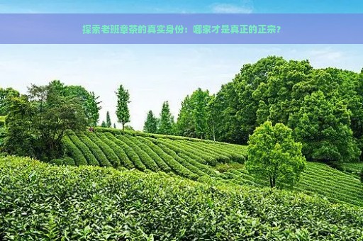 探索老班章茶的真实身份：哪家才是真正的正宗？