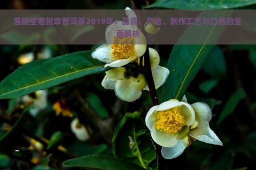 茗膳堂老班章普洱茶2019年：品质、产地、制作工艺与口感的全面解析