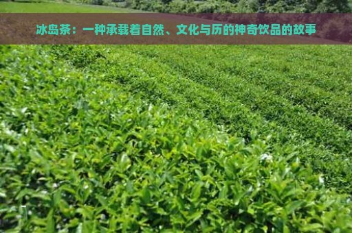 冰岛茶：一种承载着自然、文化与历的神奇饮品的故事