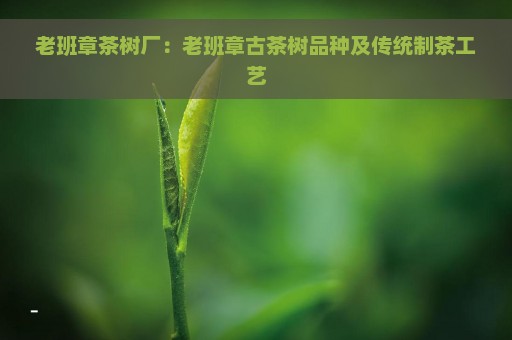 老班章茶树厂：老班章古茶树品种及传统制茶工艺