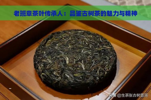 老班章茶叶传承人：品鉴古树茶的魅力与精神