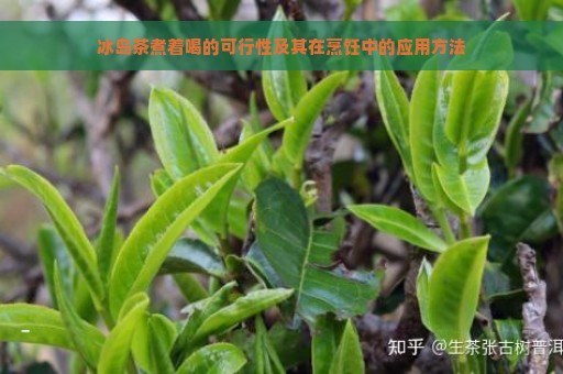 冰岛茶煮着喝的可行性及其在烹饪中的应用方法