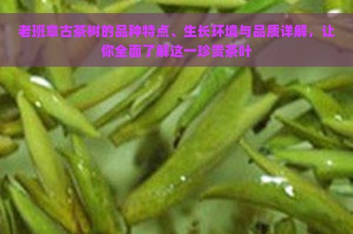 老班章古茶树的品种特点、生长环境与品质详解，让你全面了解这一珍贵茶叶