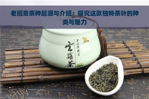 老班章茶种起源与介绍：探究这款独特茶叶的种类与魅力