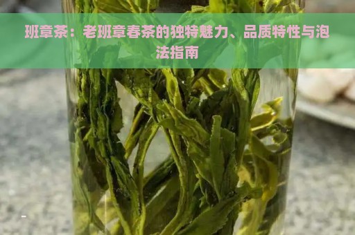 班章茶：老班章春茶的独特魅力、品质特性与泡法指南