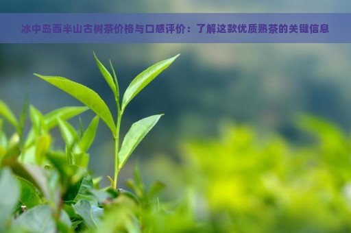 冰中岛西半山古树茶价格与口感评价：了解这款优质熟茶的关键信息