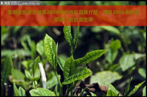 象明老班章古树茶2006年价格与品质介绍：源自2006年的象明茶厂老班章生茶